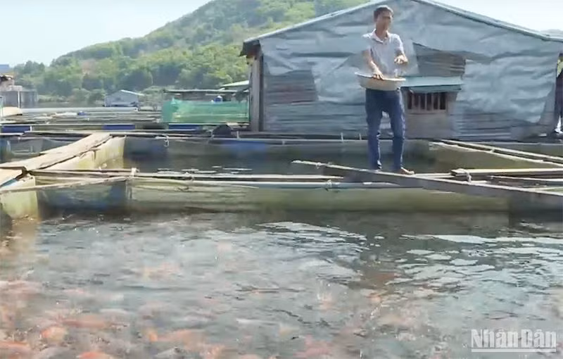 Nuôi cá trong lòng hồ Thủy điện Sông Tranh 2 (huyện Bắc Trà My, Quảng Nam) đem lại nguồn thu nhập đáng kể cho người dân .