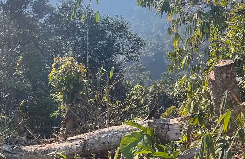 Rừng tự nhiên bị chặt phá trái phép khi thi công đường dây tải điện 110KV (giai đoạn 2) Thủy điện Tr’Hy Rừng tự nhiên bị chặt phá trái phép khi thi công đường dây tải điện 110KV (giai đoạn 2) Thủy điện Tr’Hy