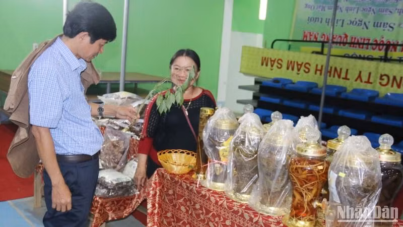 Sản phẩm sâm Ngọc Linh được giới thiệu, bày bán tại Phiên chợ sâm Ngọc Linh do Ủy ban nhân dân huyện Nam Trà My tổ chức.