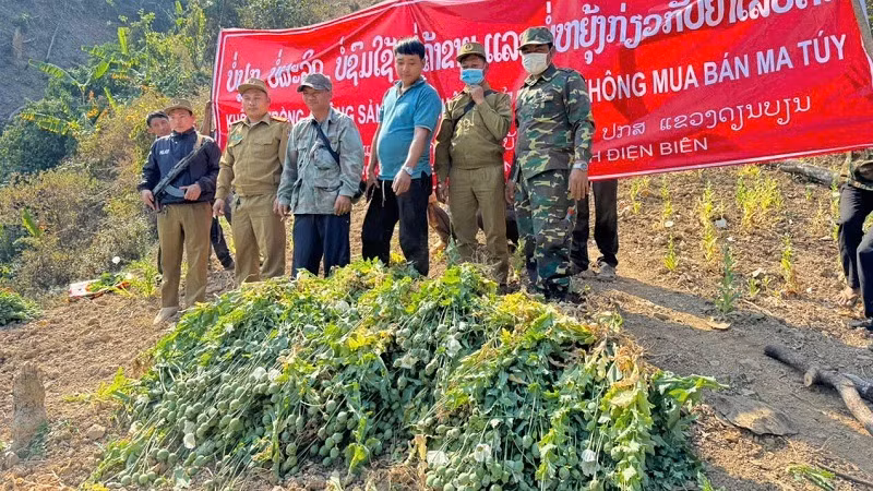 Công an Điện Biên cùng Công an 2 tỉnh bắc Lào phối hợp phá nhổ cây thuốc phiện được trồng trái phép tại khu vực giáp biên giới Việt-Lào. 