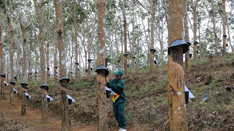 Công nhân Công ty cổ phần cao-su Điện Biên cạo mủ tại vườn cây thuộc xã Hua Thanh, huyện Điện Biên. 