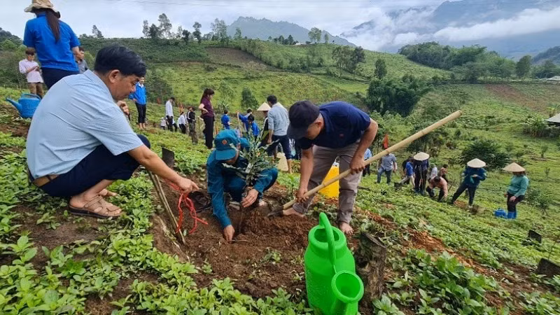 Nhân dân các bản trong xã Quài Nưa ra quân trồng, chăm sóc cây mắc-ca. Nhân dân các bản trong xã Quài Nưa ra quân trồng, chăm sóc cây mắc-ca.
