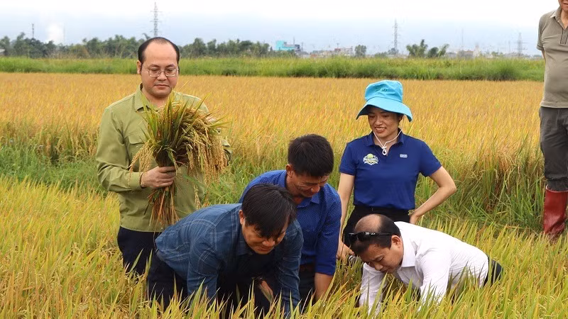 Ông Lê Xuân Cảnh, Giám đốc Sở Nông nghiệp và Môi trường tỉnh Điện Biên cùng nông dân và lãnh đạo huyện Điện Biên kiểm tra, đánh giá hiệu quả mô hình canh tác lúa thông minh giảm phát thải khí nhà kính tại huyện Điện Biên. 