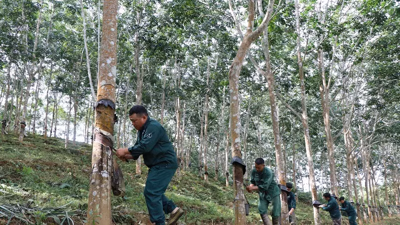 Công nhân Công ty cổ phần cao-su Điện Biên nỗ lực làm việc, góp phần quan trọng quyết định kết quả sản xuất, kinh doanh của công ty.