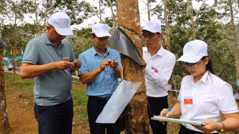 Cán bộ kỹ thuật Công ty cổ phần cao-su Điện Biên kiểm tra, đánh giá kỹ thuật cạo mủ của công nhân trên vườn cây Hua Thanh. Cán bộ kỹ thuật Công ty cổ phần cao-su Điện Biên kiểm tra, đánh giá kỹ thuật cạo mủ của công nhân trên vườn cây Hua Thanh.