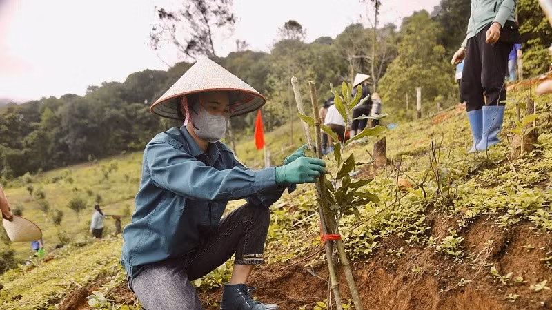 Hưởng ứng chủ trương của huyện về chuyển đổi cây trồng, nông dân huyện Tuần Giáo tích cực mở rộng diện tích trồng, chăm sóc cây mắc-ca.