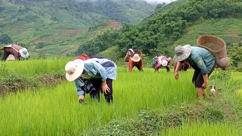 Sử dụng hiệu quả các công trình cấp nước sinh hoạt tập trung, nông dân là đồng bào dân tộc thiểu số ở xã Chà Nưa, huyện Nậm Pồ còn giữ được nguồn nước để sản xuất lúa ruộng, trồng cây màu.