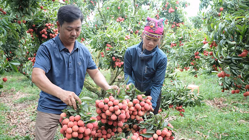 Thu hoạch vải thiều tại huyện Lục Ngạn, tỉnh Bắc Giang. (Ảnh ĐẶNG GIANG) Thu hoạch vải thiều tại huyện Lục Ngạn, tỉnh Bắc Giang. (Ảnh ĐẶNG GIANG)
