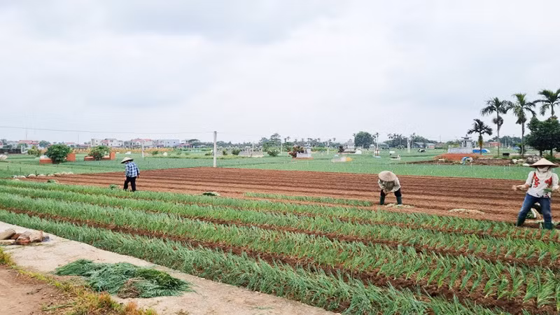 Trồng hành lá mang lại thu nhập cho người dân xã Võng Xuyên, huyện Phúc Thọ.