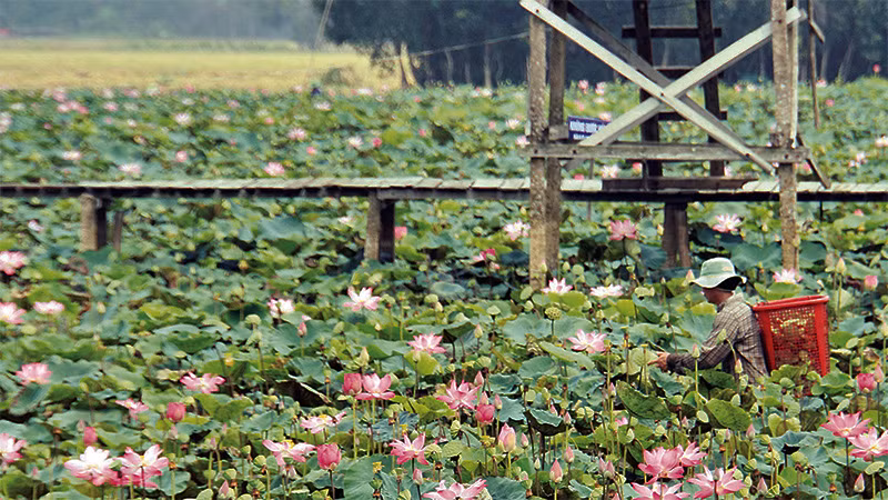 Nông dân Tháp Mười thu hoạch sen. Nông dân Tháp Mười thu hoạch sen.