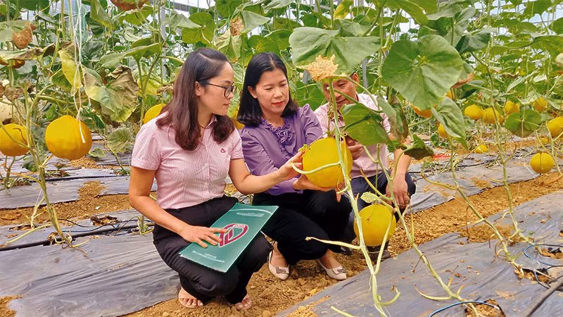 Cán bộ tín dụng chính sách kiểm tra hiệu quả nguồn vốn tại xã Ngọc Đào, huyện Hà Quảng, tỉnh Cao Bằng.