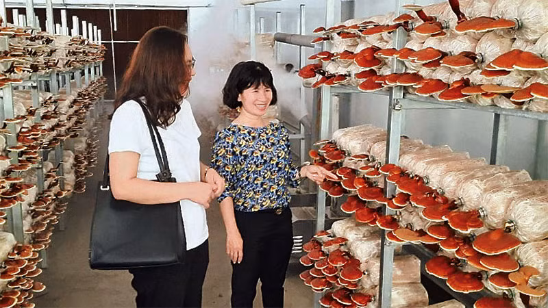 Mô hình trồng nấm linh chi tại Khu Nông nghiệp công nghệ cao Thành phố Hồ Chí Minh.