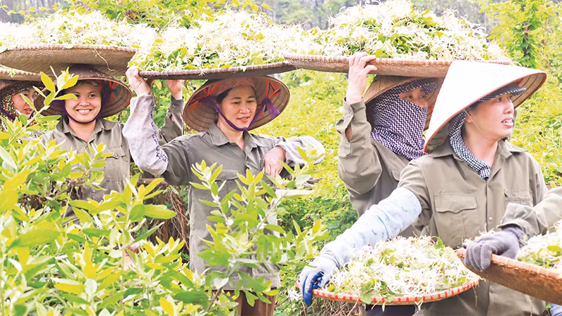 Xã viên Hợp tác xã Sinh Dược thu hoạch dược liệu. (Ảnh ÐỨC MAI) 