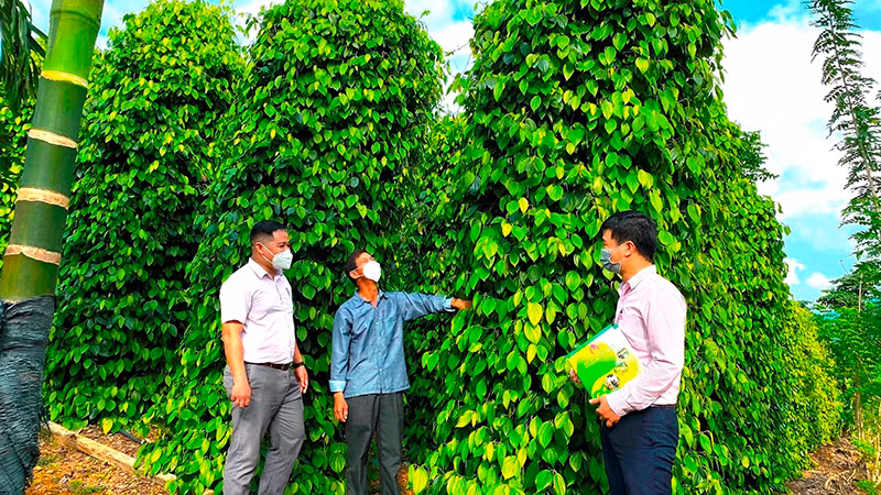 Nông dân xã Xuân Lộc (huyện Phú Lộc) trồng tiêu, thanh long ruột đỏ - một mô hình giảm nghèo tại tỉnh Thừa Thiên Huế. Nông dân xã Xuân Lộc (huyện Phú Lộc) trồng tiêu, thanh long ruột đỏ - một mô hình giảm nghèo tại tỉnh Thừa Thiên Huế.