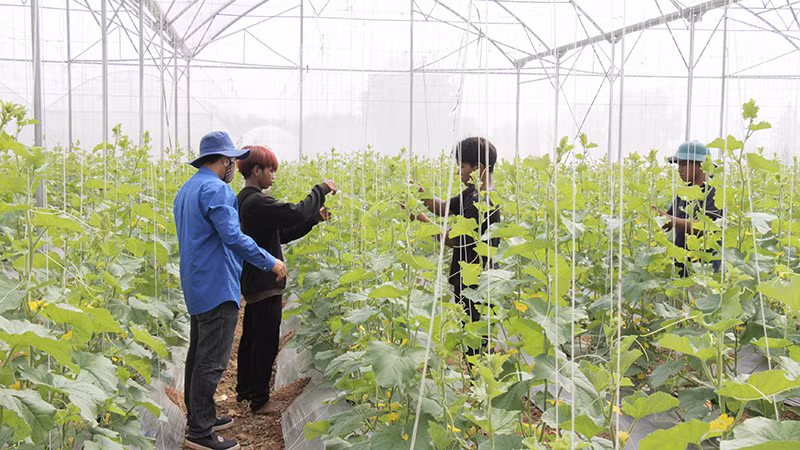 Thanh niên dân tộc Ra Glai huyện Bác Ái được đội viên trí thức trẻ hướng dẫn kỹ thuật trồng dưa lưới. 
