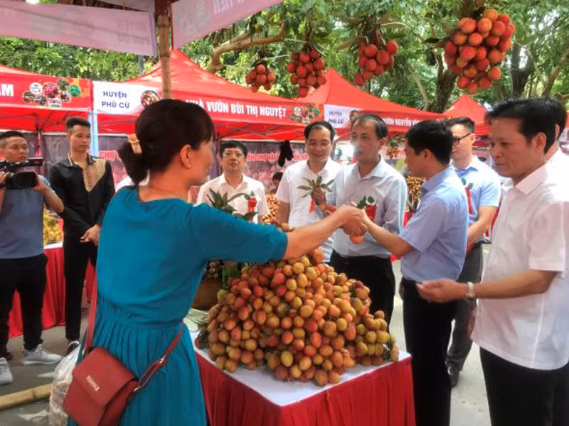 Các gian hàng quảng bá, giới thiệu sản phẩm và bán vải lai chín sớm của huyện Phù Cừ, tỉnh Hưng Yên tại Phiên chợ vải 2023. Các gian hàng quảng bá, giới thiệu sản phẩm và bán vải lai chín sớm của huyện Phù Cừ, tỉnh Hưng Yên tại Phiên chợ vải 2023.