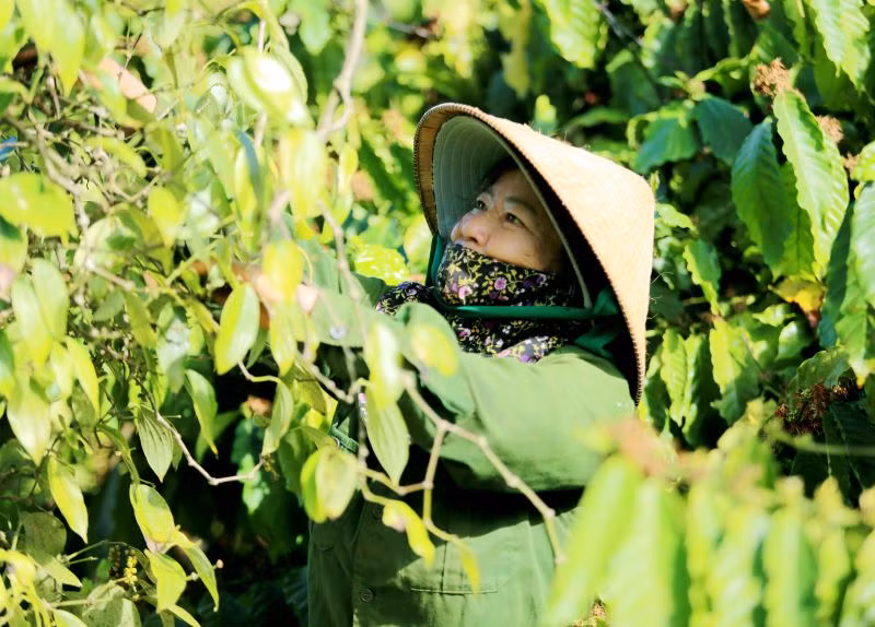 Nông dân phấn khởi khi giá hồ tiêu đạt mức cao nhất trong 8 năm. Nông dân phấn khởi khi giá hồ tiêu đạt mức cao nhất trong 8 năm.