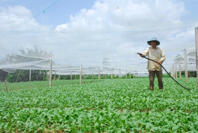 Trồng rau màu ở hợp tác xã rau Tân Đông, huyện Gò Công Đông, tỉnh Tiền Giang.