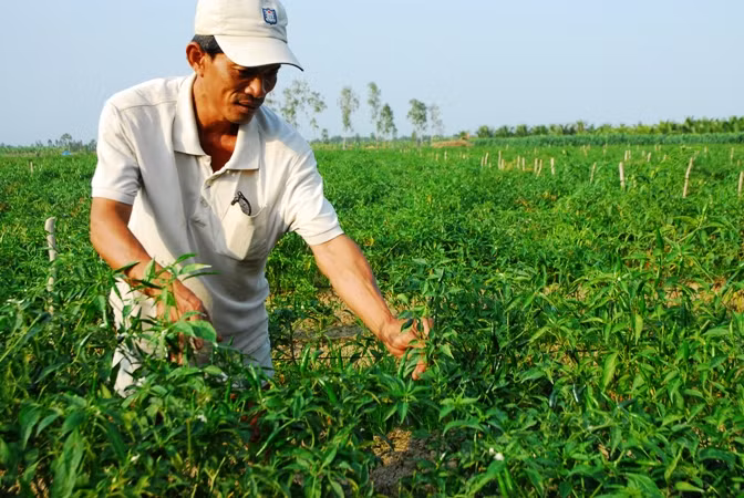 Trồng ớt ở xã Bình Ninh, huyện Chợ Gạo, tỉnh Tiền Giang. Trồng ớt ở xã Bình Ninh, huyện Chợ Gạo, tỉnh Tiền Giang.