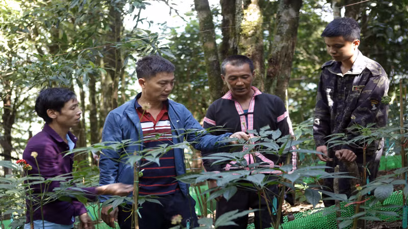 Có đường giao thông thuận lợi, các doanh nghiệp tìm đến đầu tư trồng sâm, dược liệu. Có đường giao thông thuận lợi, các doanh nghiệp tìm đến đầu tư trồng sâm, dược liệu.