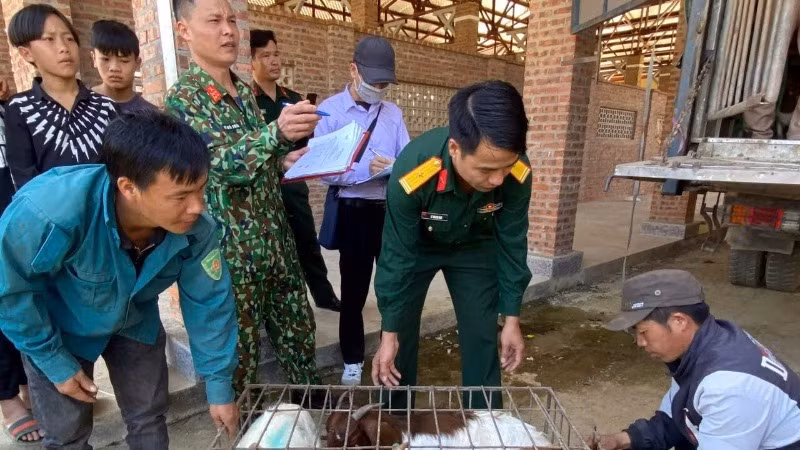 Cán bộ Đội Sản xuất và Xây dựng cơ sở chính trị số 1, Đoàn Kinh tế-Quốc phòng 345 (Quân khu 2) cấp dê giống cho bà con xã Cao Sơn, huyện Mường Khương, tỉnh Lào Cai.