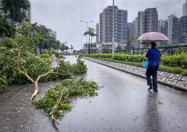 Cây cối gãy đổ khi bão Saola đổ bộ vào Tseung Kwan O, Hồng Kông (Trung Quốc) ngày 2/9. (Ảnh: AFP/TTXVN)
