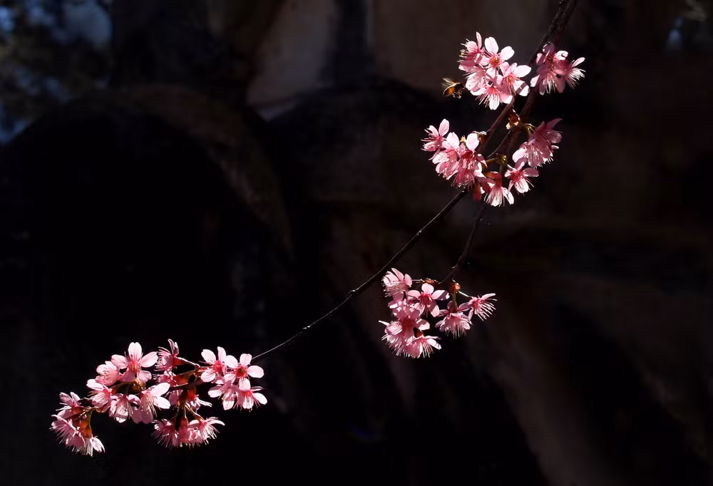 Có lẽ vì điều đó, nên loài hoa “vừa đào, vừa mai” này được gọi tên là mai anh đào.