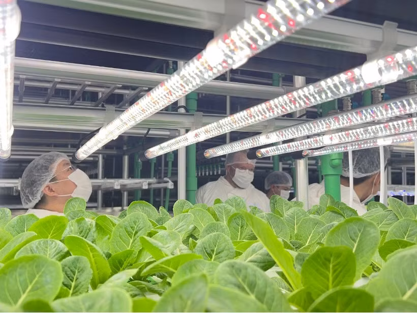 Rau được trồng trong nhà kính theo công nghệ hiện đại và đúng quy trình sẽ cho năng suất vượt trội. (AGRITECHNICA ASIA) Rau được trồng trong nhà kính theo công nghệ hiện đại và đúng quy trình sẽ cho năng suất vượt trội. (AGRITECHNICA ASIA)