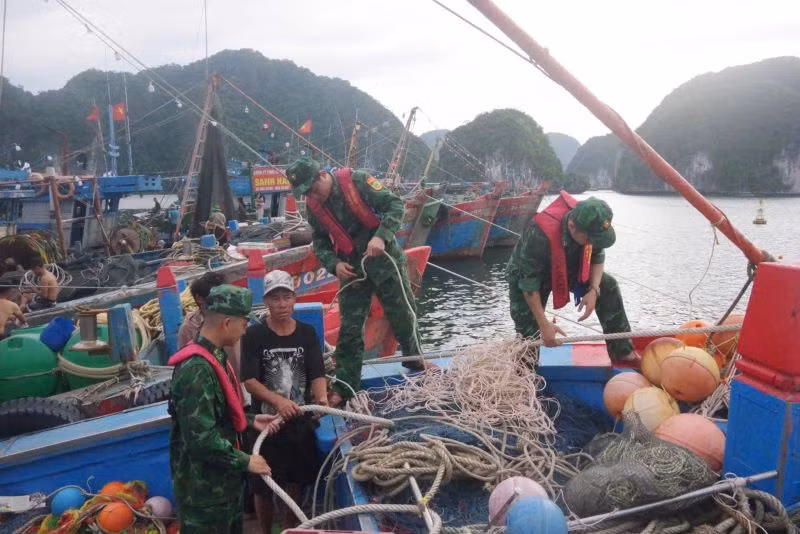 Cán bộ, chiến sĩ Hải đoàn Biên phòng 38 (Quảng Ninh) giúp ngư dân chằng néo tàu thuyền tránh bão.