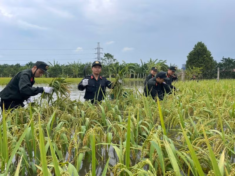 Cán bộ, chiến sĩ Trung tâm Huấn luyện và sử dụng động vật nghiệp vụ giúp nhân dân thu hoạch 3 mẫu lúa chạy lũ. Cán bộ, chiến sĩ Trung tâm Huấn luyện và sử dụng động vật nghiệp vụ giúp nhân dân thu hoạch 3 mẫu lúa chạy lũ.