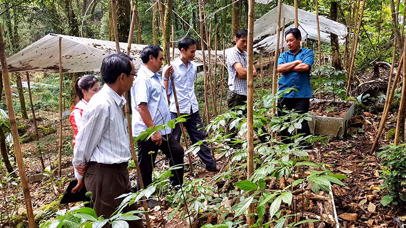 Người dân tham gia trồng sâm Ngọc Linh trên dãy núi Ngọc Linh. Người dân tham gia trồng sâm Ngọc Linh trên dãy núi Ngọc Linh.
