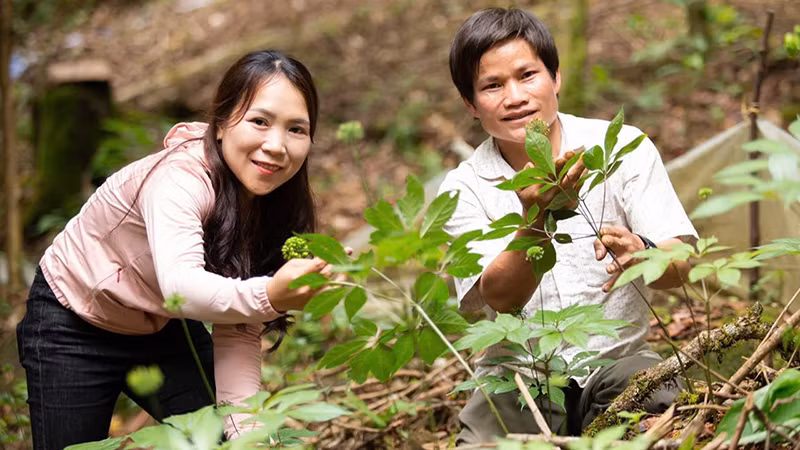 Người dân tham gia trồng sâm Ngọc Linh trên dãy núi Ngọc Linh.