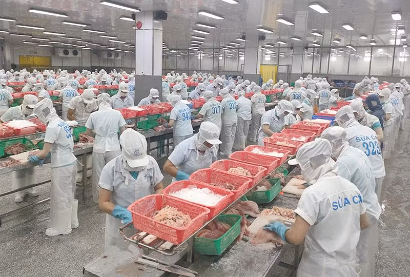 Một trong những quy trình sản xuất khép kín tại Công ty TNHH Hùng Cá, tọa lạc huyện Thanh Bình, tỉnh Đồng Tháp. (Ảnh: HỮU NGHĨA)