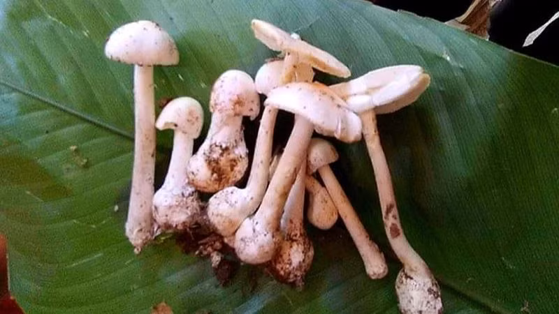 Loại nấm gây ngộ độc.