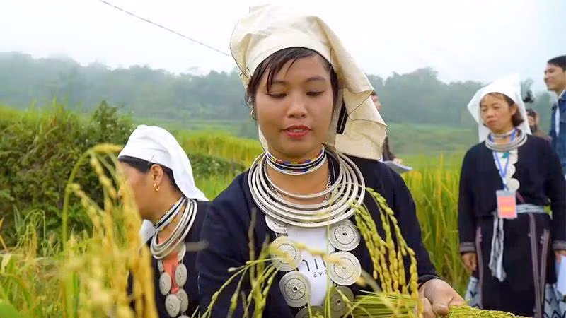 Thi thu hoạch lúa tại ruộng bậc thang Làng văn hóa du lịch cộng đồng thôn Khâu Tràng.