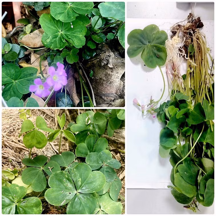 Cây me đất bệnh nhân hái đun nước uống dẫn đến suy thận (mẫu do bệnh nhân cung cấp).
