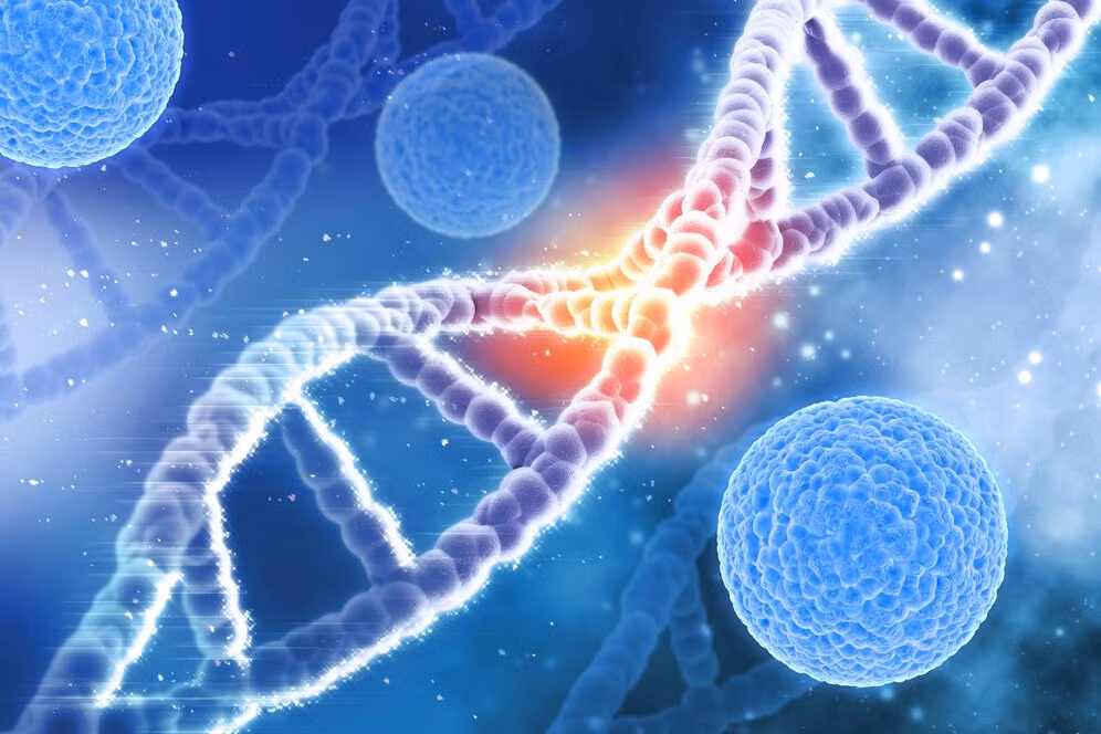 Bệnh lý đơn gene là những rối loạn di truyền bắt nguồn từ đột biến ở một gene gây ra. Bệnh lý đơn gene là những rối loạn di truyền bắt nguồn từ đột biến ở một gene gây ra.