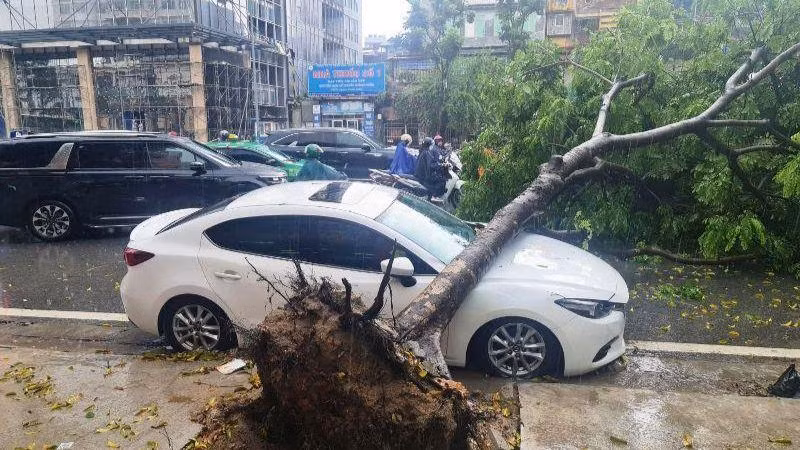 Cây đổ đè trúng ô-tô đang dừng đỗ. (Ảnh: NGỌC KHÁNH)