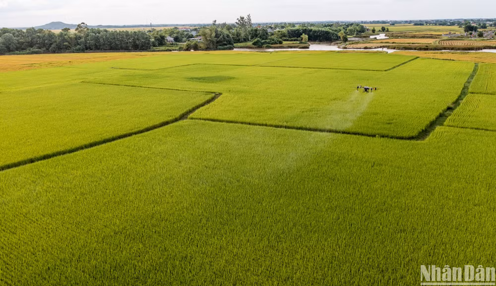 Cánh đồng lúa cho thu hoạch tốt sau mùa vụ, mang lại lợi nhuận kinh tế cho người dân địa phương. Cánh đồng lúa cho thu hoạch tốt sau mùa vụ, mang lại lợi nhuận kinh tế cho người dân địa phương.