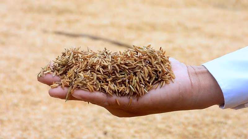 Lúa ST25 của nhà nông xã Biển Bạch thu hoạch gặp ngay mưa liên tục, bị ẩm, bén rễ non.