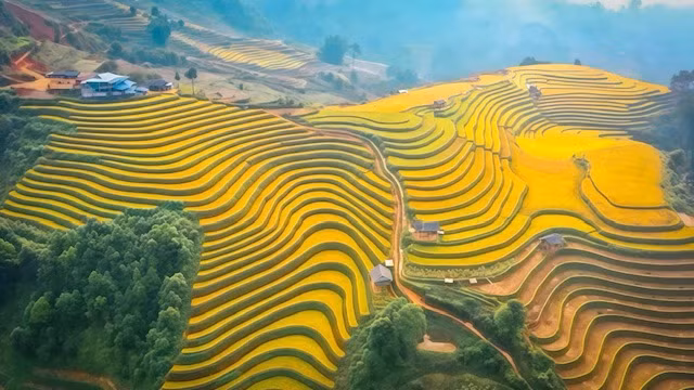 Mùa vàng ở Mù Cang Chải. Mùa vàng ở Mù Cang Chải.
