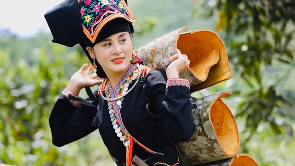 Thu hoạch quế tại huyện Văn Yên (Yên Bái).