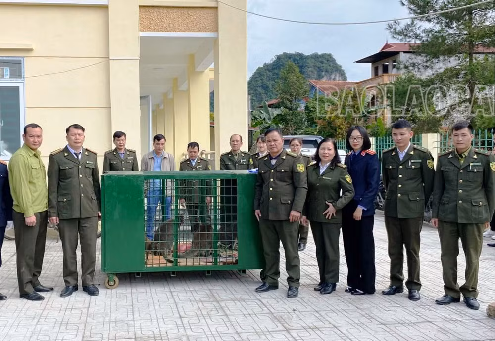 Trung tâm Cứu hộ, Bảo tồn và Phát triển sinh vật Hoàng Liên (Lào Cai) và Hạt Kiểm lâm huyện Thạch An (Cao Bằng) làm thủ tục bàn giao, tiếp nhận các cá thể chuột túi. (Ảnh: TL) 