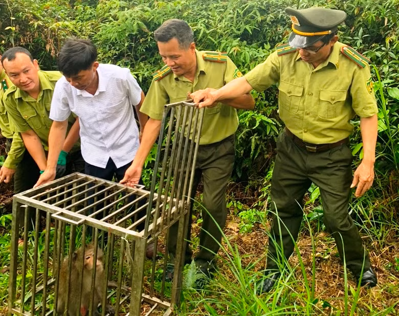 Thả 10 cá thể khỉ vào Vườn quốc gia Bái Tử Long, tỉnh Quảng Ninh. (Ảnh: VĂN TÚ)