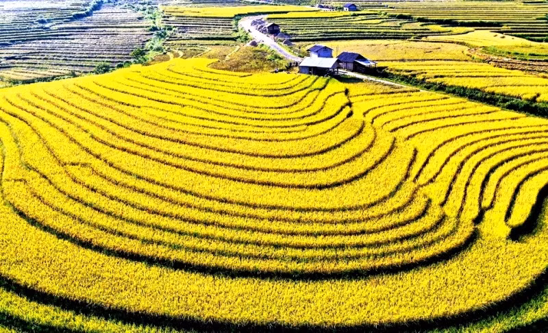 Xòe rộng như chiếc quạt vàng khổng lồ. (Ảnh: QUỐC HỒNG)