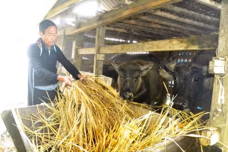 Người dân vùng cao Sa Pa phòng, chống rét hại cho gia súc. (Ảnh: QUỐC HỒNG)