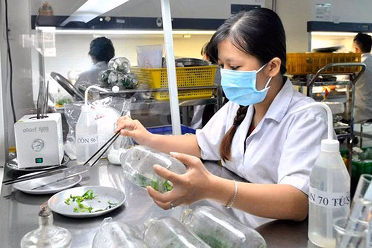 Tạo giống cây mới tại Trung tâm Công nghệ sinh học (quận 12, Thành phố Hồ Chí Minh). (Ảnh: CAO THĂNG) Tạo giống cây mới tại Trung tâm Công nghệ sinh học (quận 12, Thành phố Hồ Chí Minh). (Ảnh: CAO THĂNG)