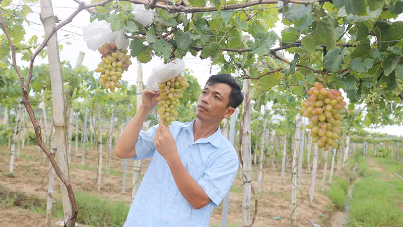 Anh Trần Văn Mến đang theo dõi và chăm sóc vườn nho của gia đình.