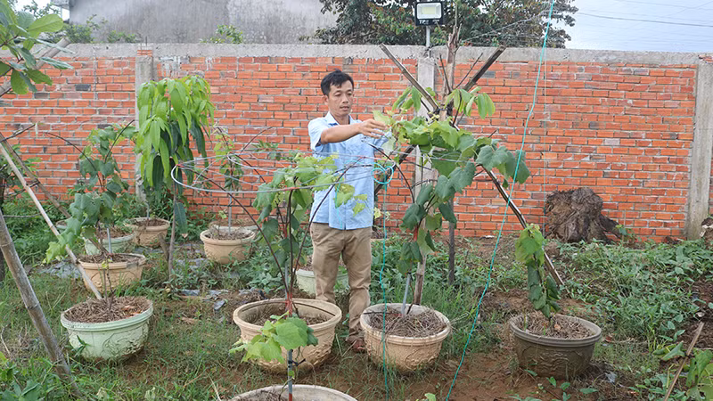 Anh Trần Văn Mến trồng nho trên chậu để bán cho du khách mang về làm cây cảnh tại nhà.