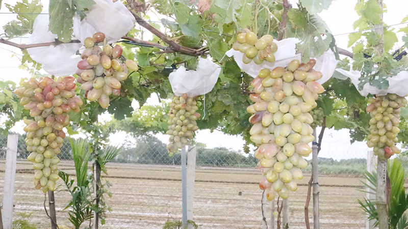 Cây nho được chăm sóc tốt, cành nho trĩu quả.